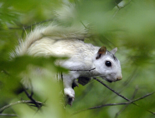 White Squirrels (Slideshow)