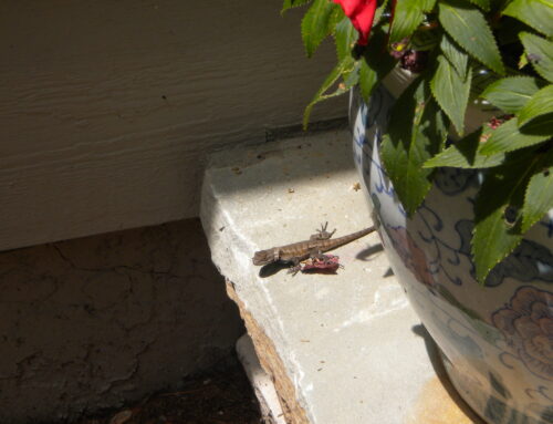 Lizard on Porch (Slideshow)