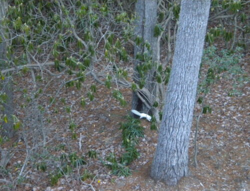 White Squirrel in Somebody’s Yard (Slideshow)