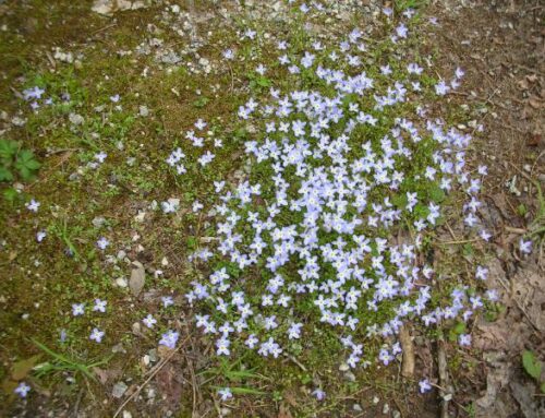 ILE Wildflowers (Slideshow)