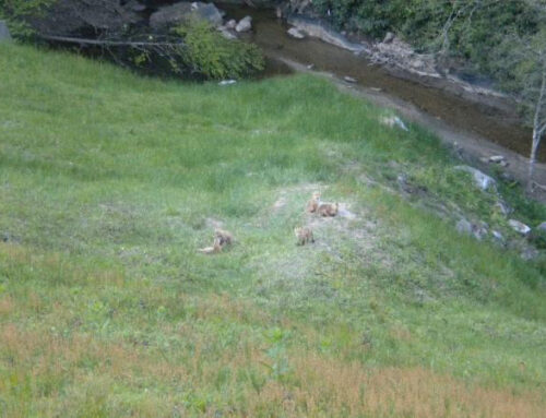 Baby Foxes at the Dam – Summer 2010 (Slideshow)